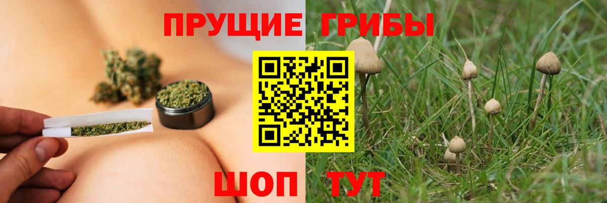 Псилоцибиновые грибы GOLDEN TEACHER Ессентуки